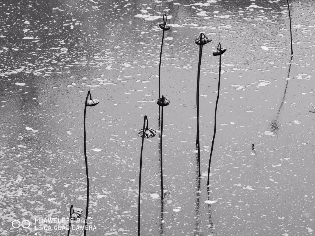 华为P30 Pro实拍样张集