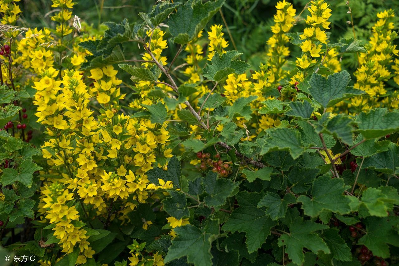 农村野草珍珠菜，竟有这么多功效，涨知识了