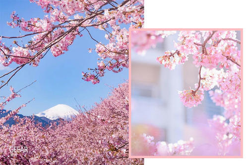2019年日本樱花的花期预测!看完就知道订几月