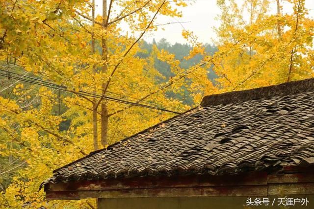 南雄银杏本周进入最佳观赏期,错过就要等一年