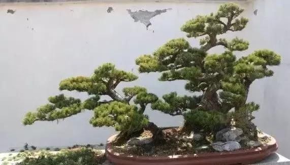 苍枝傲骨匠人心盛影蛟老师谈盆景艺术
