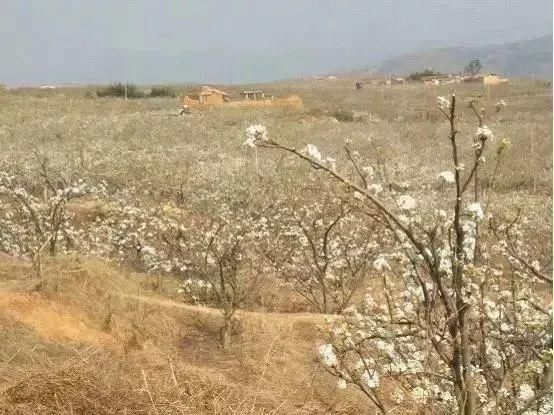 玉溪最全赏花攻略来了，花海之约不要错过!