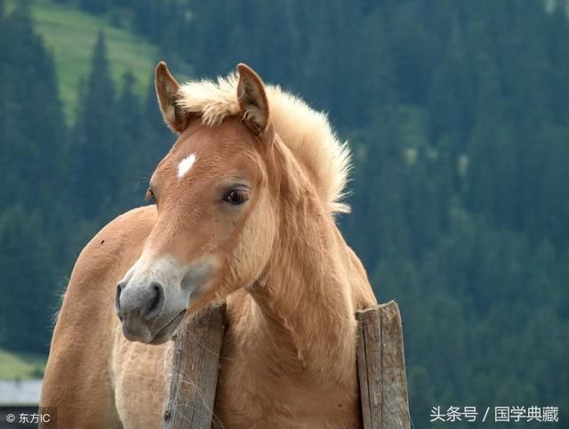 生肖牛和什么生肖的朋友一起共事合财？贵人又是哪些生肖？