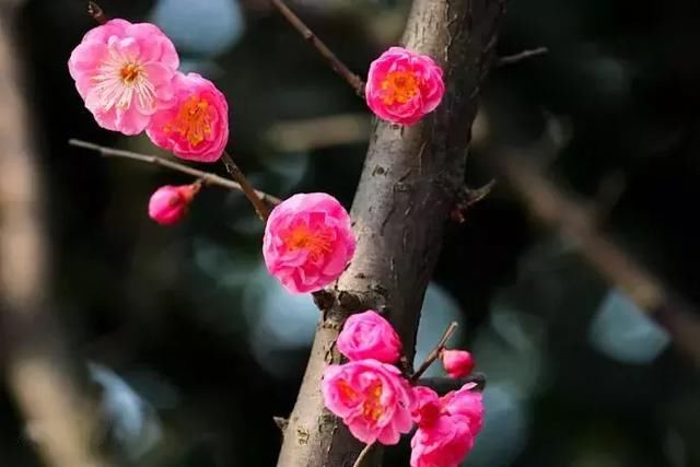 莫负三月好春光！重庆这些私藏的花海胜地，赏花晒太阳约起！