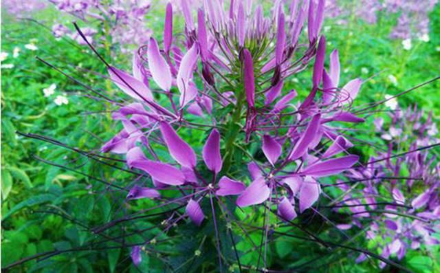 美翻了！五一这个地方必须曝光，门票还免费送！