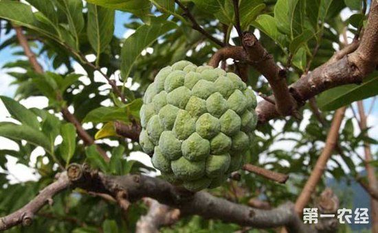 番荔枝什么时候种植好?番荔枝的种植时间和方