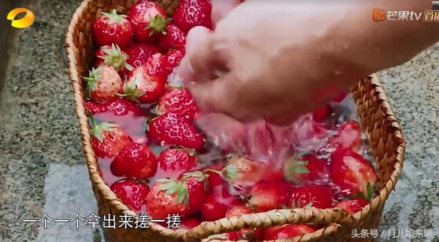 向往的生活:彭昱畅坑张子枫吃没熟透的草莓,却