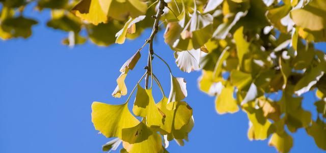 孩子学英语的分享