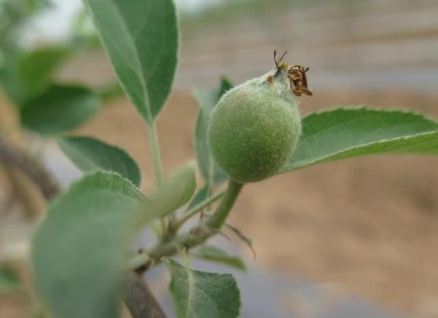 苹果树栽培技术|现代矮化密植园夏季修剪方法