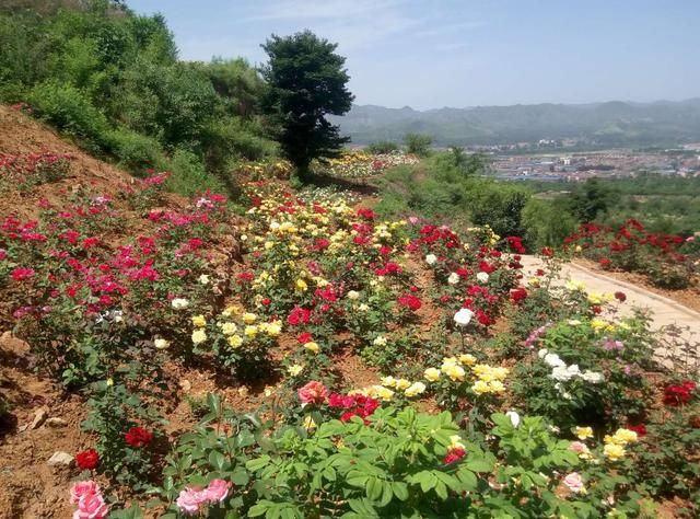 邯郸涉县东山上住着一位“狐仙”，有花为证！