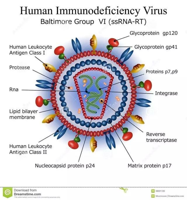 根治艾滋病有希望了!基因“魔剪”成功抑制HIV病毒增殖