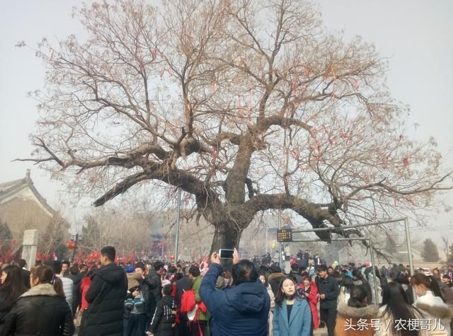 初一数八九万人次涌进这个村赶庙会 庙会必吃小吃你吃过几样