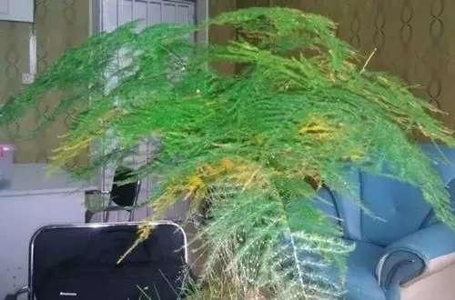 文竹为什么黄叶了?别人家的文竹翠绿造型好怎么做到的