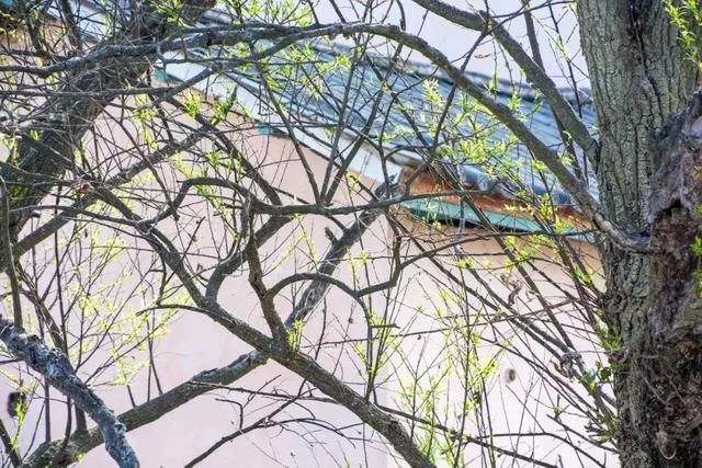 3月，美的不仅是丽江，更是丽江旁边的这座小城！