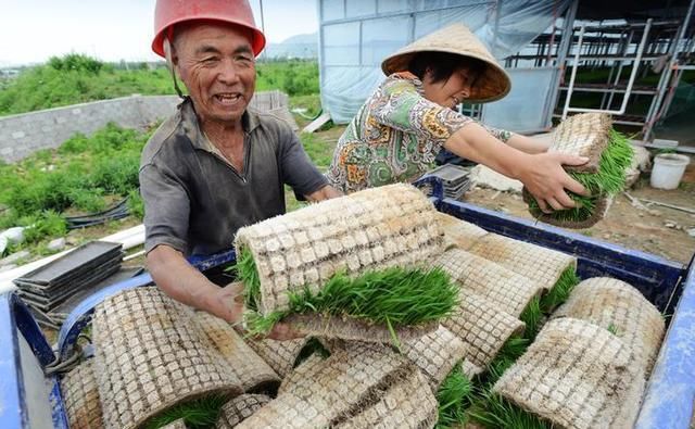 政策性农业保险