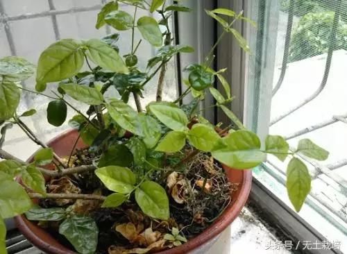 买回家的植物,怎么养护都不开花怎么办?早看早知道!