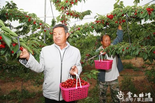 车厘子成为会泽水果家族新成员