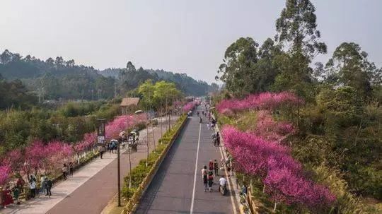 从没见过乐山绿心公园游客超大佛峨眉！太震撼！