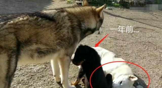 二哈跟狼犬“喜结连理”,结果又有了新欢,谁更有安全感? 御匾会国际棋牌