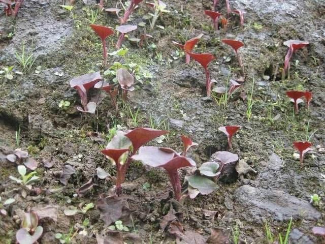 再过几天，农村两种“有味野菜”将成熟，8成农民都吃过