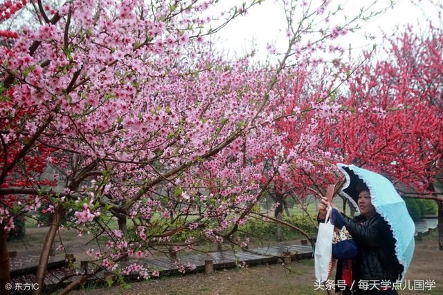 上联：春雨濛濛润桃李， 求下联