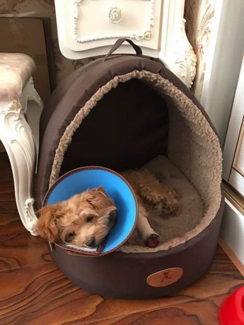 忘记带牵狗绳出门,接下来的事主人一生都在自