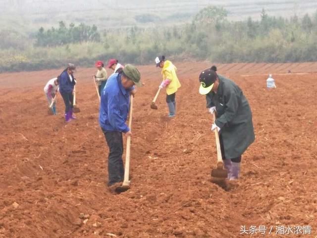 太子参种植是农民调结构促产业求发展的好项目