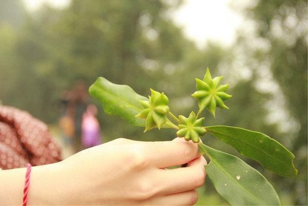 它是我国的经济植物，果实可做调料，家中必备，但很少有人见过树