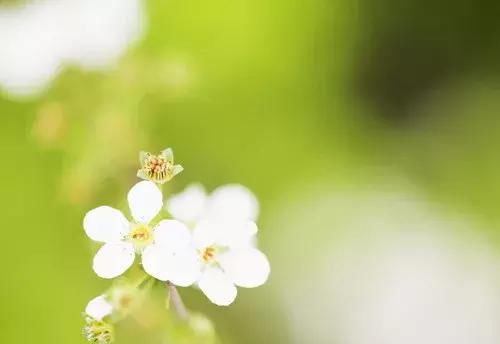 每天一点摄影知识春季花卉摄影必学攻略