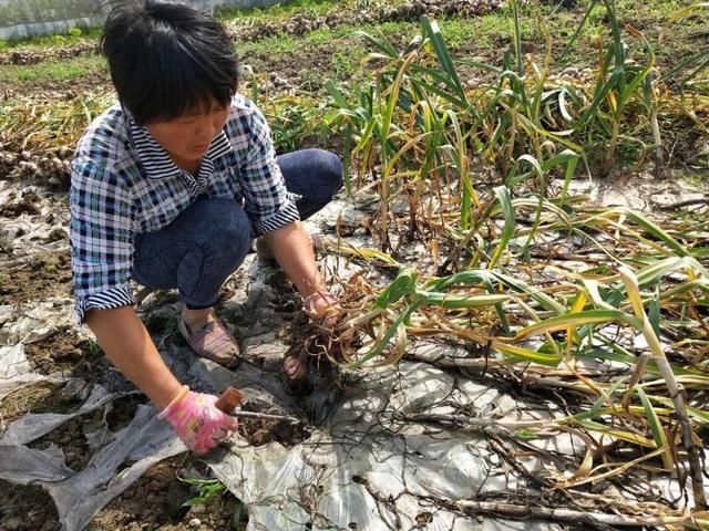 农村锄蒜真实场景，你们平常吃的大蒜就是这么来的！