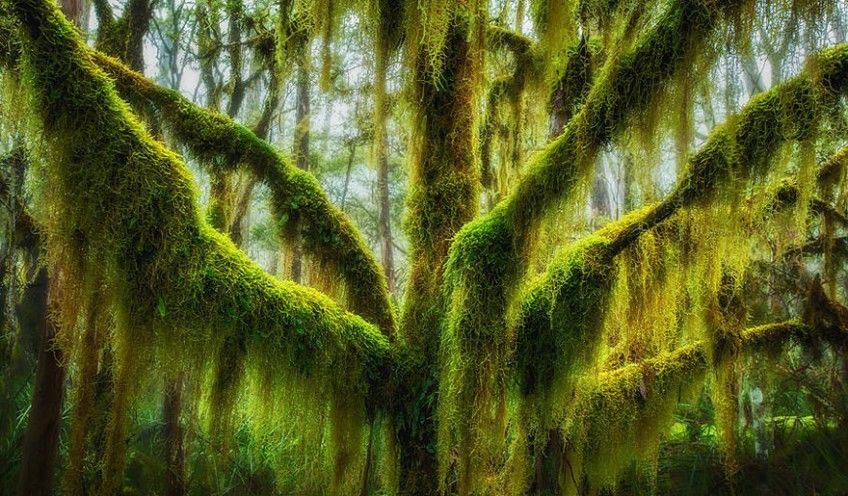 盘点全球最美的10棵树，中国只有1棵，美国却有5棵