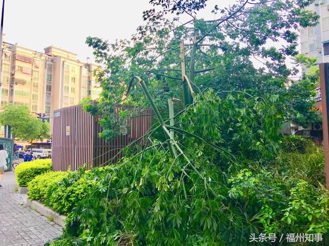 今天下午福州狂风暴雨，路边的大树成了重灾区