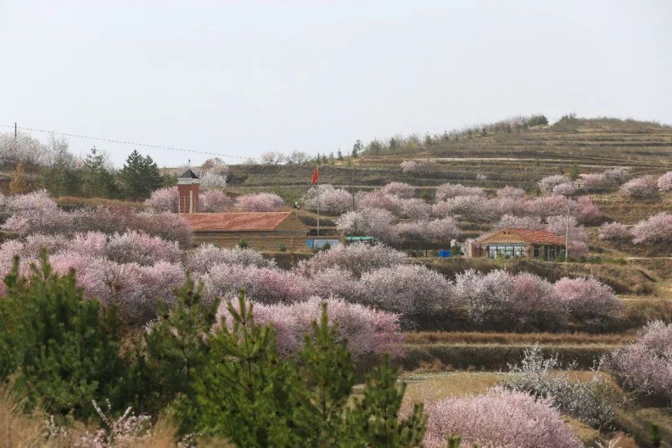 这个春天，宁夏最美丽的城市是彭阳