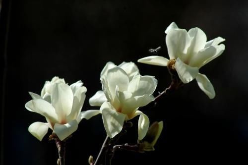 春季赏花地图2018上海周边赏花地大盘点，一起来观赏最美的鲜花盛