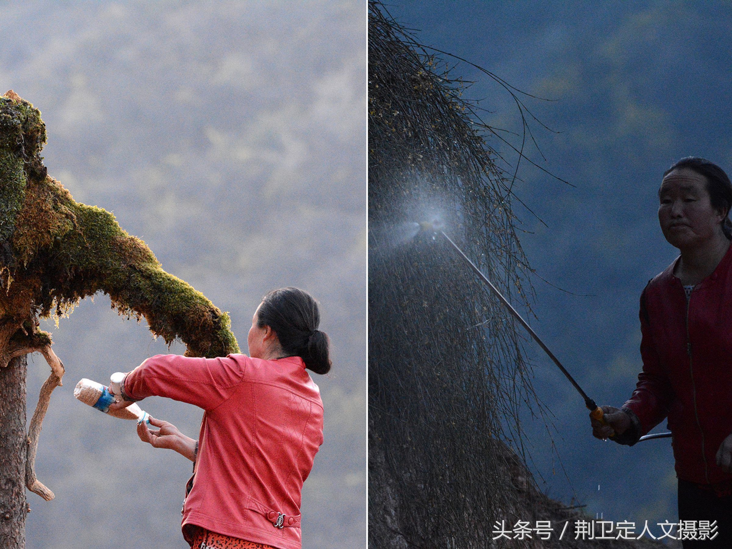 河南‘“鸟人”10年在深山保护小凤凰，看这群凤凰现在活成啥样