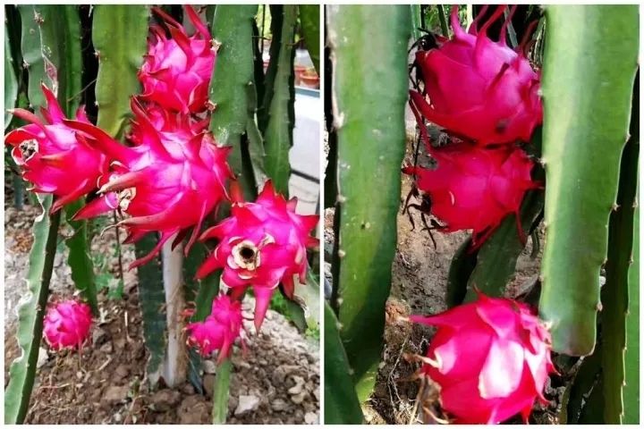 莲都本土红心火龙果成熟了 农庄主教你怎么选