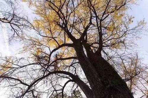 旧时禅房,如今小筑,出门十步便是西湖