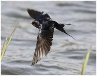 中国吃货即便吃遍了全世界，也不敢吃这种动物!不要告诉我你吃过