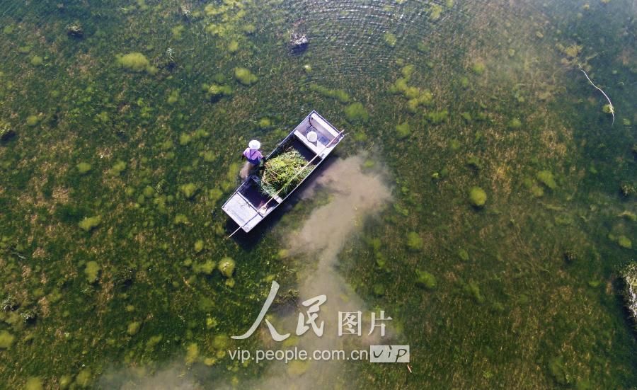 江苏金湖:水草生态养殖龙虾效益高