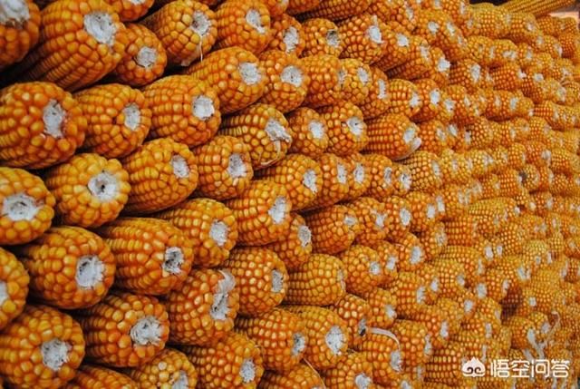 春耕开始,要选购什么样的玉米种?