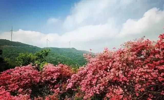 河南这5个地方的野生杜鹃山都染红了天！趁着假期赶紧看花去