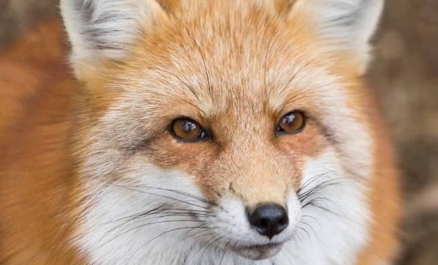 心理学:你觉得哪个狐狸的眼睛最有魅力?测你是