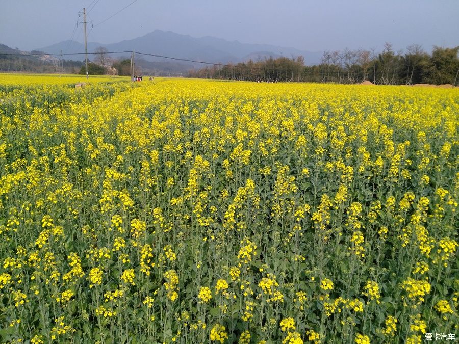 2018年春节粤北韶关赏花，火山上的油菜花 。