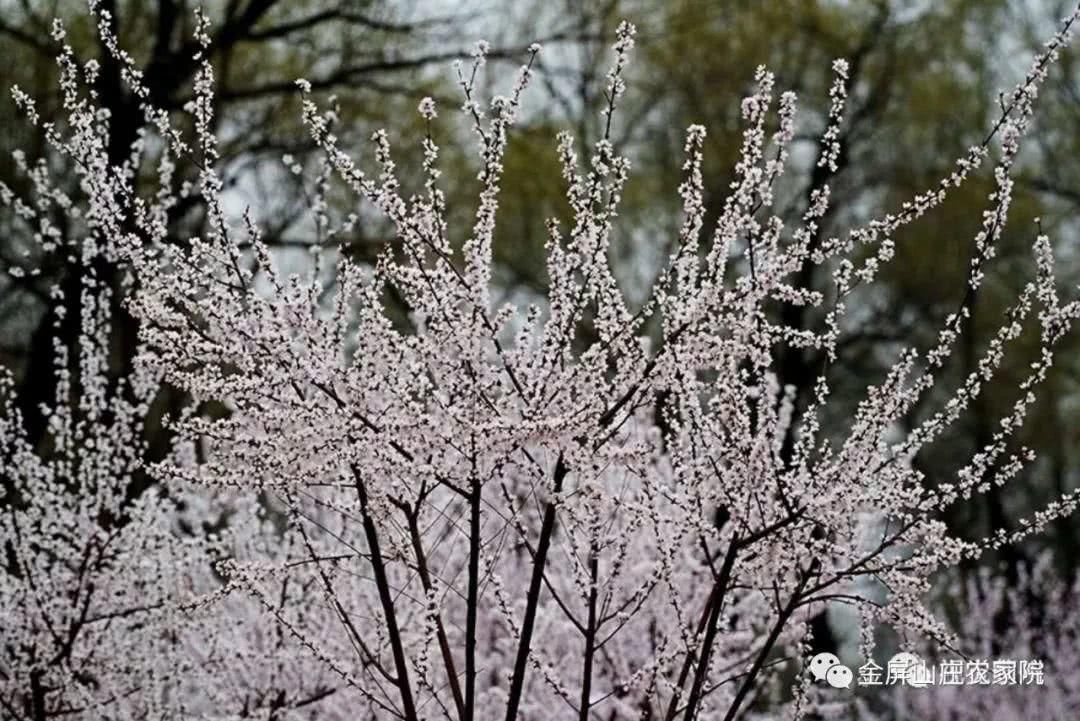 清明时节，桃杏争艳，金屏山庄，出行之选！
