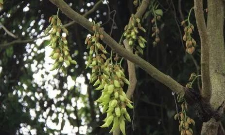 周六免费!广州附近这片禾雀花海没爆了,千万别错过了...