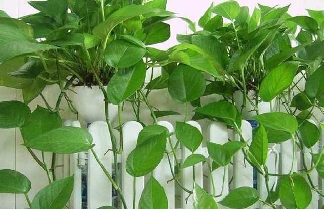 绿萝浇什么才能更旺盛 t01c8356a983dadd3c0.jpg