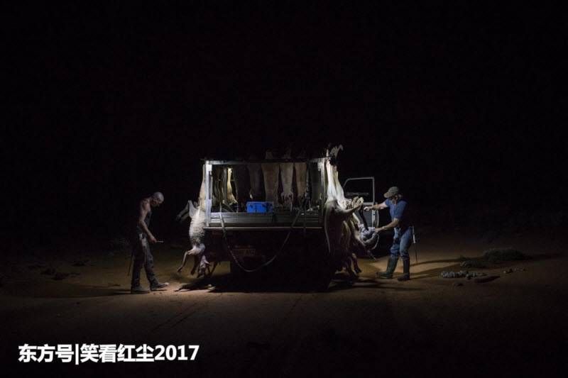 来自澳大利亚的有趣照片 来自澳洲的那些趣事，袋鼠乱穿马路，蛇