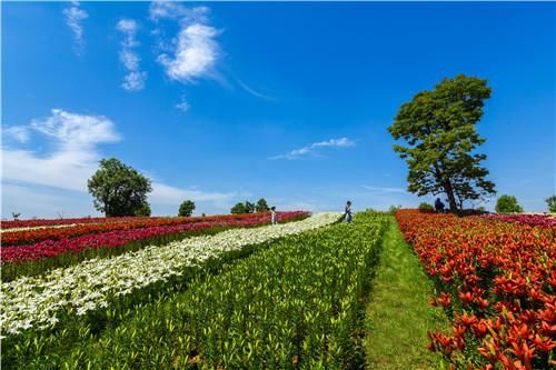 来东海赏最美百合
