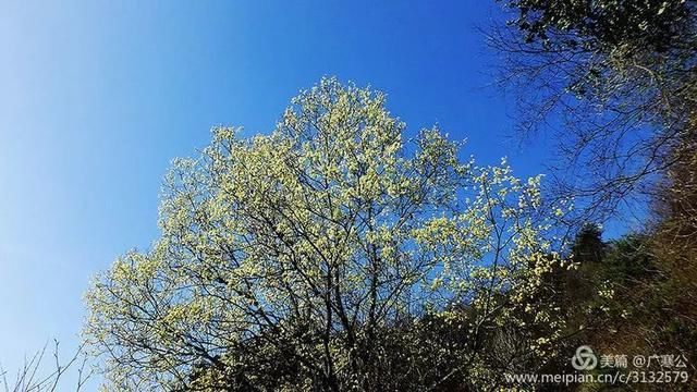 春天来了，一起去留坝太子岭看花吧！