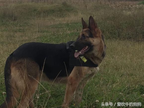 养平背德牧四年了,身边弓背德牧越来越多,准备